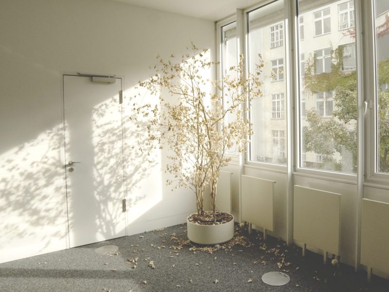 light-plant-white-house-floor-window-22179-pxhere.com